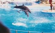 008-The dolphin show
